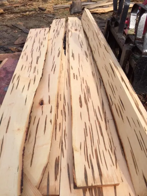 Ambrosia Maple