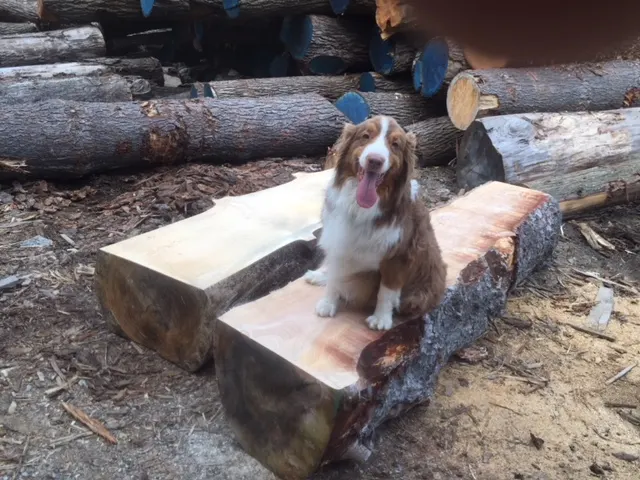 Live-Edge Benches · Whitney