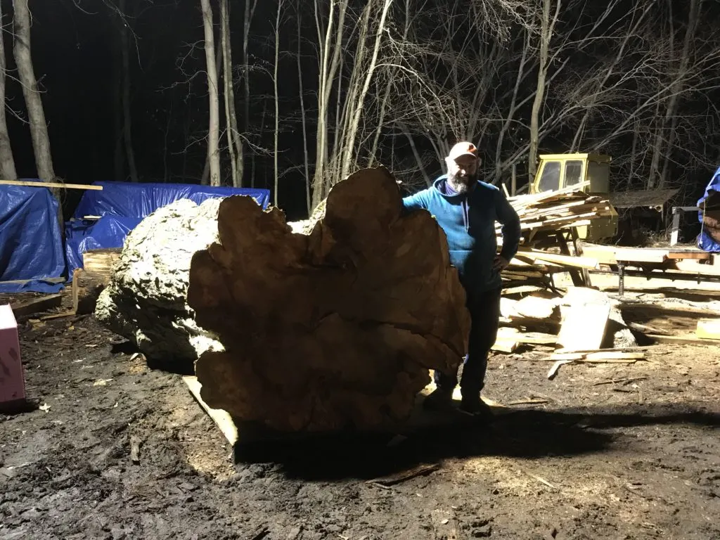 Sugar Maple